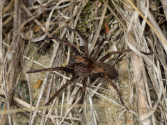 Uliodon albopunctatus