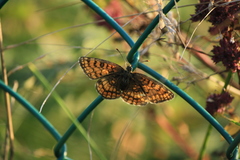 Melitaea deione