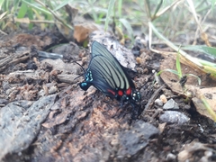 Atlides polybe