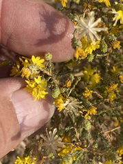 Lessingia glandulifera