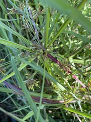 Cyperus ochraceus