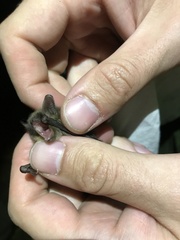 Myotis ikonnikovi