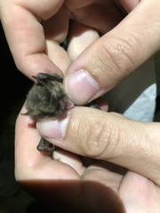 Myotis ikonnikovi