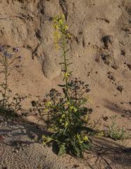 Lyperia tristis