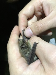 Myotis ikonnikovi