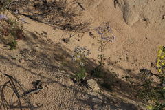 Lyperia tristis