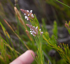 Spatalla racemosa