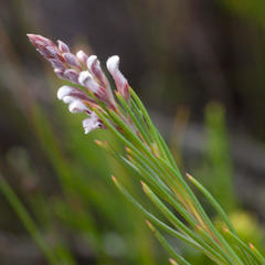 Spatalla racemosa