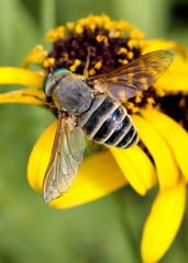 Esenbeckia tinkhami