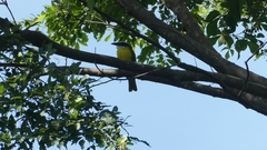 Megarynchus pitangua