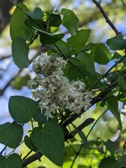 Clematis terniflora