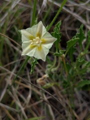 Chamaesaracha edwardsiana