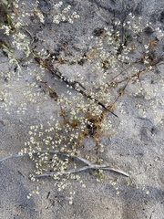 Adenogramma glomerata