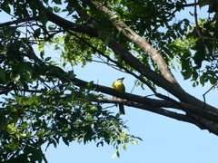 Megarynchus pitangua