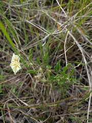 Chamaesaracha edwardsiana