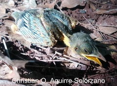 Turdus rufopalliatus