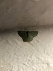 Thalassodes dorsilinea