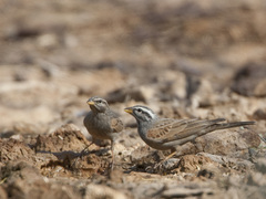 Striolated Bunting photo 5