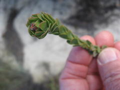 Leucadendron concavum