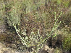 Leucadendron concavum
