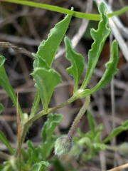 Chamaesaracha edwardsiana