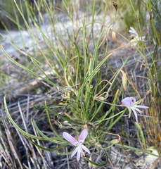 Rafnia diffusa