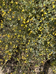 Rafnia diffusa