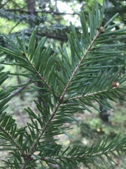Abies nephrolepis