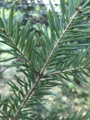 Abies nephrolepis