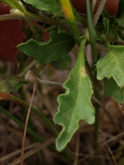 Chamaesaracha edwardsiana