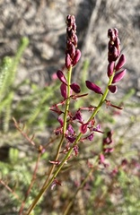 Indigofera humifusa