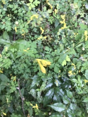 Corydalis ochotensis