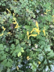 Corydalis ochotensis