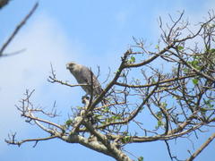 Circaetus fasciolatus