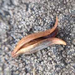 Oligotrophus juniperinus