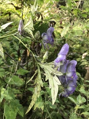 Aconitum taigicola