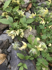 Clematis serratifolia