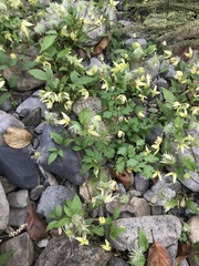 Clematis serratifolia