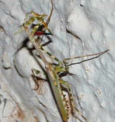 Empusa binotata
