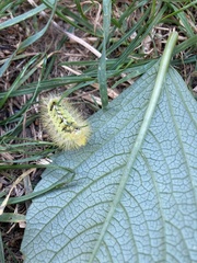 Calliteara pudibunda