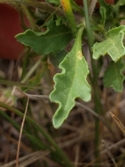 Chamaesaracha edwardsiana