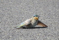 Merops persicus persicus