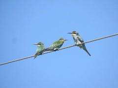 Merops persicus persicus