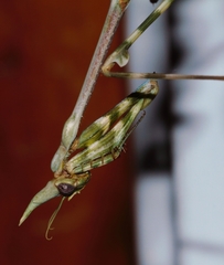 Empusa binotata