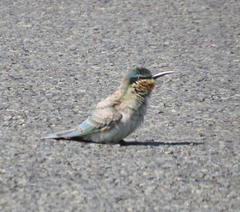 Merops persicus persicus