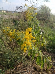 Solidago canadensis