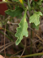 Chamaesaracha edwardsiana