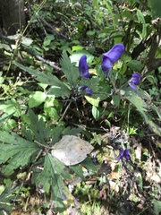 Aconitum taigicola