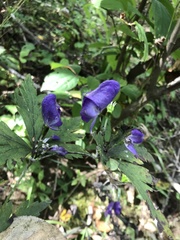 Aconitum taigicola