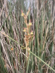 Juncus textilis